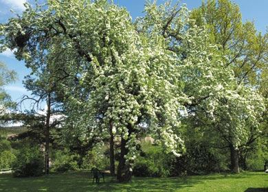 Päronträd i blom